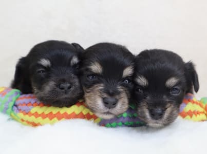 ハーフドッグhanera