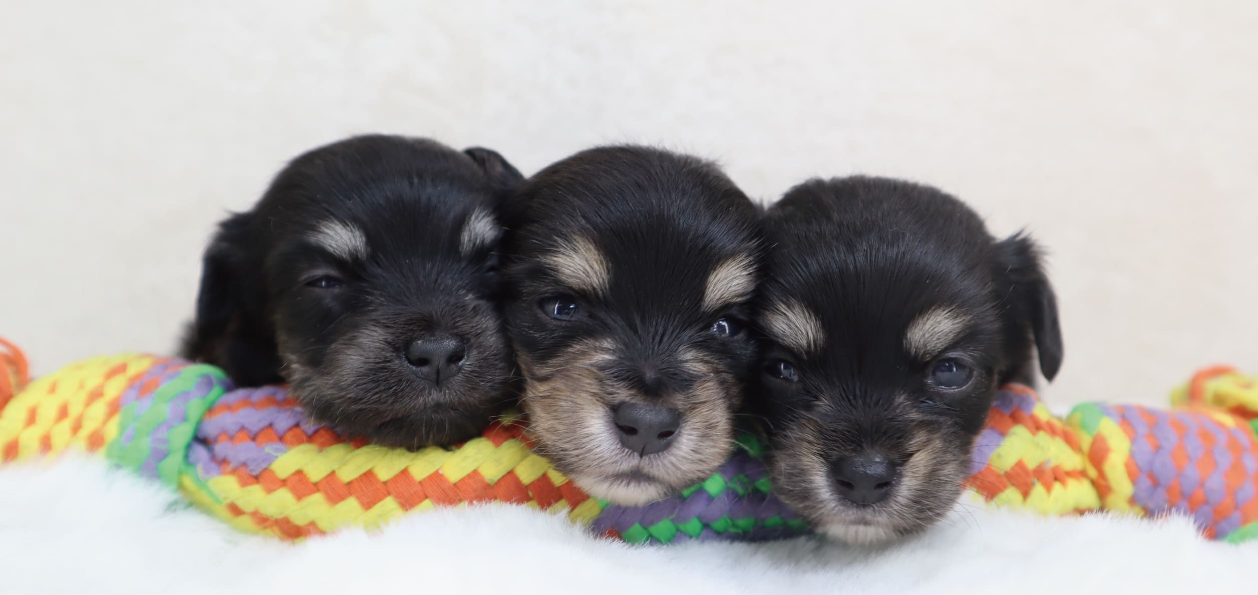 福井のペットショップhanera販売トップ