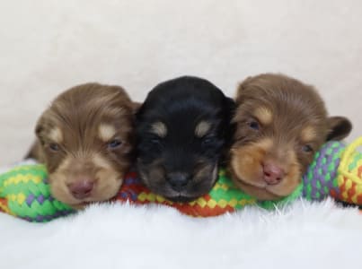 ミニチュアダックスhibanari