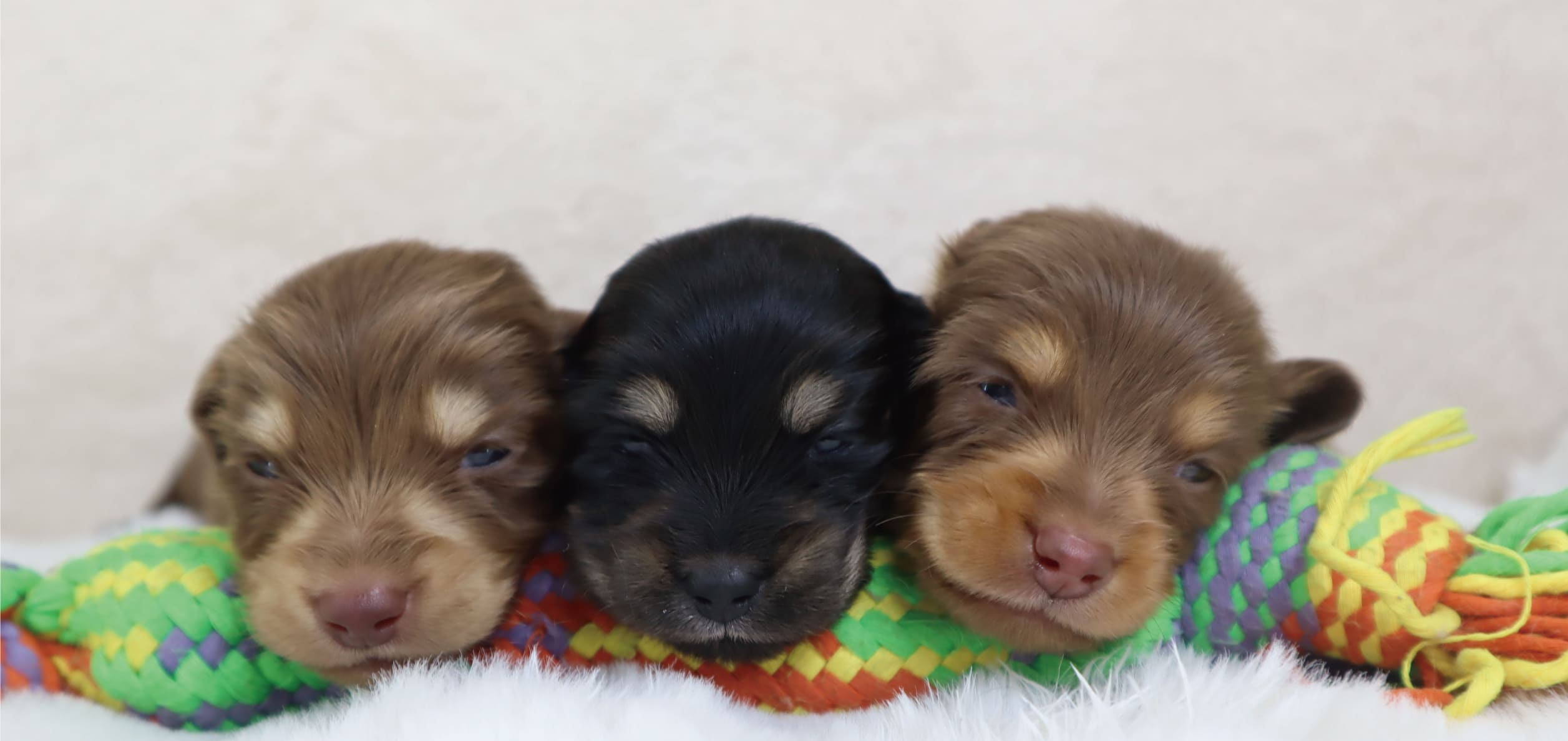 福井のペットショップhibanari販売トップ