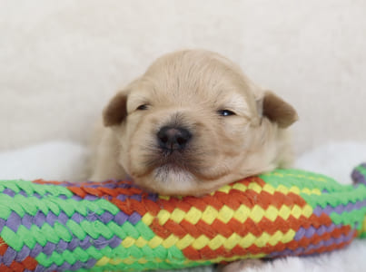 ハーフドックmaakxy