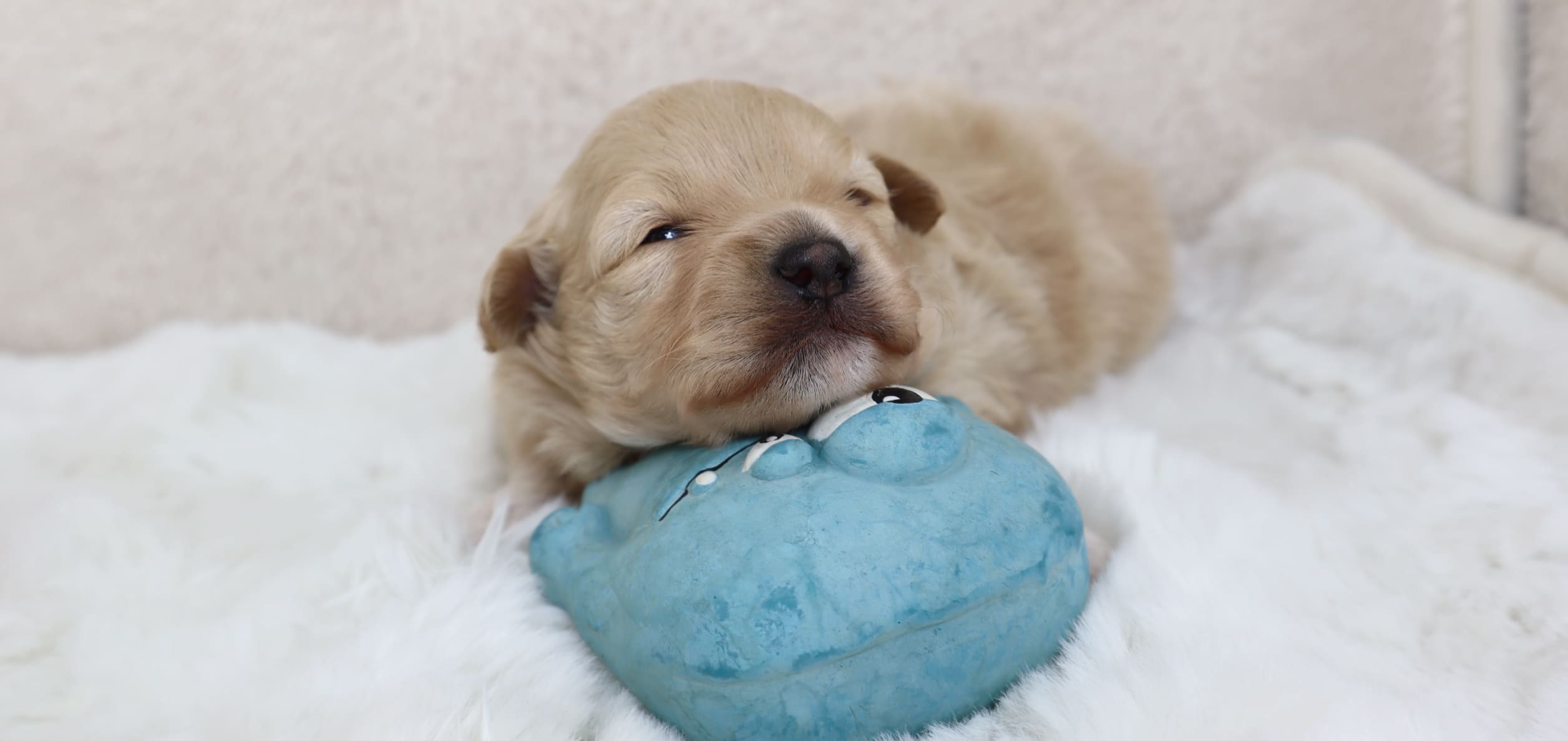 福井のペットショップmaakxy販売トップ