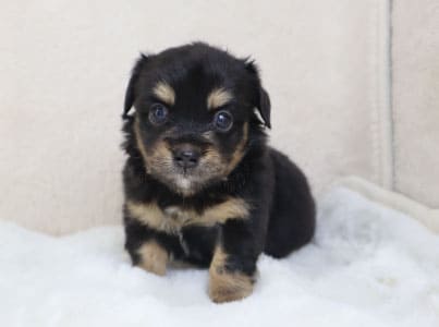 ハーフドッグoru