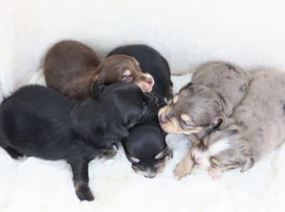 ハーフドックpaner