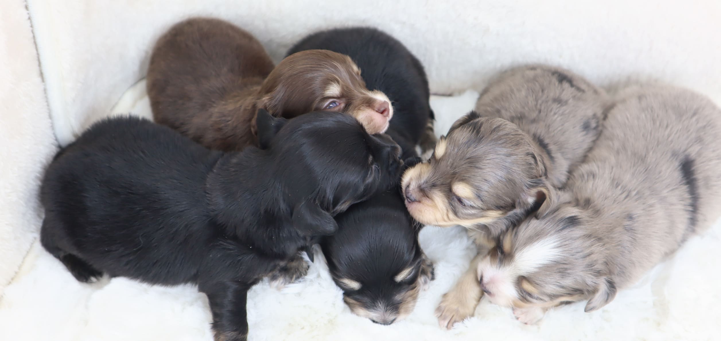 福井のペットショップpaner販売トップ