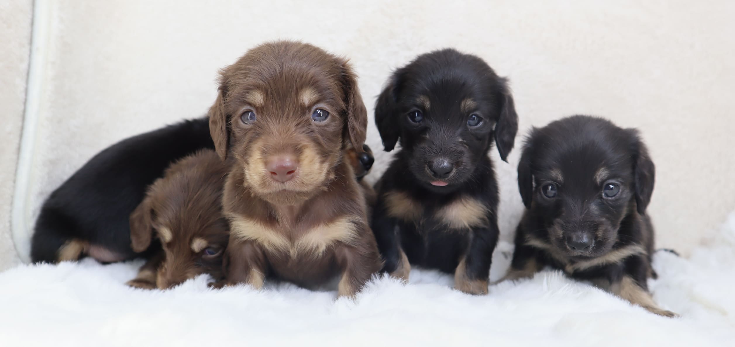 福井のペットショップrozee販売トップ