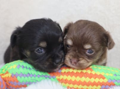 ハーフドッグtutumi