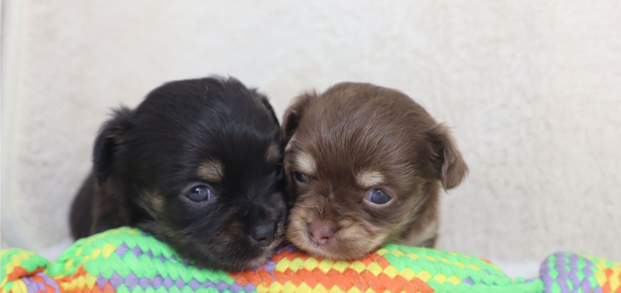 福井のペットショップtutumi販売トップ